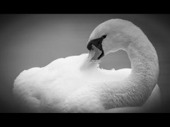 John Bragg-Swan-Highly Commended.jpg